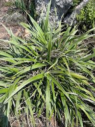 Image result for Xerophyta zambiana