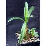 Image result for Ledebouria luteola