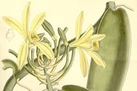 Image result for Vanilla polylepis