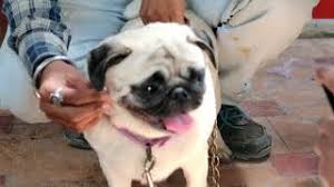 Pit bull mama hooded sweatshirt, personalized pitbull mom hoodie. Cheapest Dog Market Wholesale Retail Dogs In Cheap Price Pitbull American Bully Rottweiler Pug Youtube