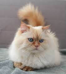 The himalayan, or himmie for short, is a persian in siamese drag, affectionate but discriminating. Himalayan Specialty Purebred Cat Rescue