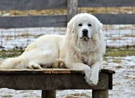 Black And White Great Pyrenees Great Pyrenees Dog Breeder Subs 107880 In Beverly Oh Usa On Puppyfinder Com Great Pyrenees Dog Great Pyrenees Dog Breeder