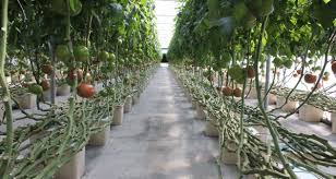 Inspirational ideas and expert advice from bob vila, the most trusted name in home improvement, home renovation, home repair, and diy. The Best Plants For Bato Buckets Upstart University
