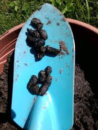 We did not find results for: Igelkot In Garten Und Rasen Entfernen
