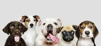 All donations go to and support alaskan services. Covid 19 Continues To Empty Vancouver Spca Shelters Of Canine Companions Vancouver Is Awesome