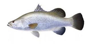 Mempersiapkan jenis bawang putih yang setelah beberapa hari, akan muncul daun berwarna hijau yang menunjukkan bawang mulai. Tentang Barramundi Alias Ikan Kakap Putih Sohib Mancing Mania ÙÙŠØ³Ø¨ÙˆÙƒ