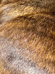 Image result for what do lice look like in dog fur