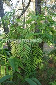 Image result for Chamaedorea microspadix