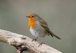 K32P5906c Robin, Barnwell CP, March 2022