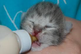 We found out that she was not getting momma's milk when nursing and bottled fed her. Kitten Primer Gentle Paws