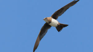 Результат пошуку зображень за запитом "стриж"