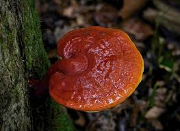 Image result for Ganoderma curtisii