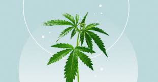 Once you've decarbed the starting material, mix your carrier oil and decarbed flower into the top of a double boiler and place over a pot of simmering (not boiling!) water. Best Cbd Oils Of 2021 Healthline