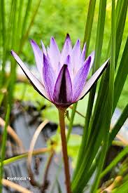 Image result for Nymphoides forbesiana