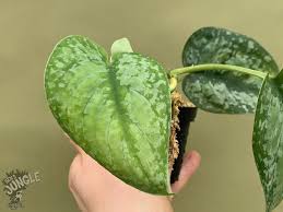 The silver satin (scindapsus pictus) is native to southeast asia and has the reputation of being one of the easiest houseplants to keep alive. Scindapsus Pictus Silver Splash 59 90