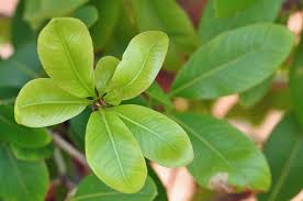Image result for Ochna pulchra