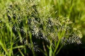 Image result for Eragrostis plana