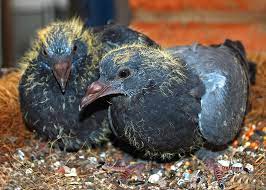 How To Take Care Of Baby Pigeons Stylishster