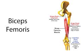 Pharmacokinetics and pharmacodynamics of enrofloxacin treatment of escherichia coli in a murine thigh infection modeling. Hamstring Muscles Anatomy What To Do If You Pull Your Hamstrings