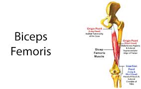 Symptoms of hamstring tendon strain. Hamstring Muscles Anatomy What To Do If You Pull Your Hamstrings