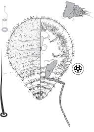The town is nestled alongside the campaspe river which feeds out of lake eppalock (about 20 minutes drive away). Australian Gall Inducing Scale Insects On Eucalyptus Revision Of Opisthoscelis Schrader Coccoidea Eriococcidae And Descriptions Of A New Genus And Nine New Species