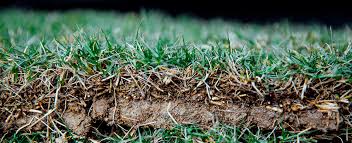 Suggested bermuda grass to overseed tifway 419 bermuda grass. Website