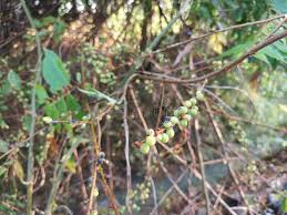 Image result for Ficus stuhlmannii