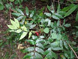 Image result for Phyllanthus macranthus