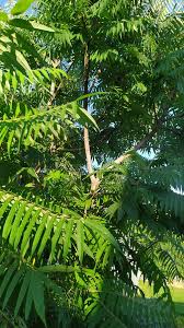 Image result for Meliaceae