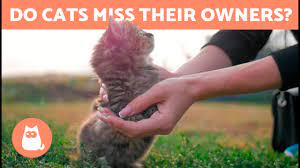 Do Cats Miss Their Owners Do They Forget Us Youtube