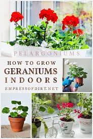 How To Grow Geraniums Indoors As Houseplants Geraniums Indoors Growing Geraniums Geraniums