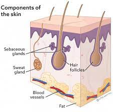 Sweat Gland Hair Follicle And Sebaceous Gland Tumors Vca Animal Hospital