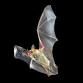 Going Batty at the Nature Center event in Santa Barbara, CA