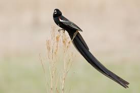 Bird With No Tail Feathers 15 Birds With Spectacularly Fancy Tail Feathers Tail Feathers Birds Bird Species
