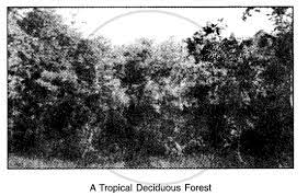 (i) pictures and photographs of forests and grasslands: Activity Collect Pictures And Photographs Of Forests And Grasslands Of Different Parts Of World Write One Sentence Below Each Picture Social Science Shaalaa Com