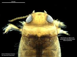 Image result for Macrotyloma ellipticum