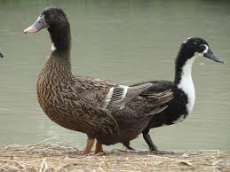 Baby Black And White Duck Breeds Egg Laying Duck Breeds Modern Farming Methods Duck Breeds Duck Pictures Breeds