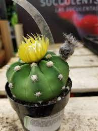 Outdoor kitties will need a bath more frequently than their indoor counterpart. So I Know The Straw Flower Is Fake I M Wondering If Where It S Actually Trying To Flower Looks Normal Cactus
