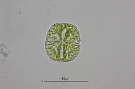 Image result for Micractis