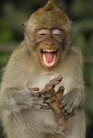 This Cheeky Monkey Just Can T Keep The Grin Off His Face Because He Has Learnt How To Tickle His Own Feet Animaux Animaux Rigolo Photo De Singe
