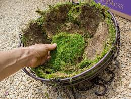 Although not a true moss to grow irish moss you need to find new plant growth at a nursery and place it into the ground. Planting Irish Moss How To Grow Irish Moss Step By Step Guide Eat Algae