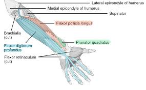 Because the contribution of each forearm muscle to elbow movement is small, it is often not recognised in conventional anatomy teaching. 11 Muscles Of The Forearm Simplemed Learning Medicine Simplified
