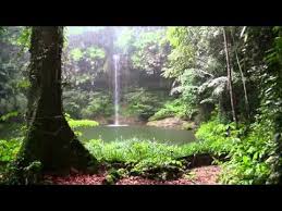kendinizi cennette hissedeceginiz yagmur ormani ve kus sesleri youtube meditasyon muzigi selaleler meditasyon