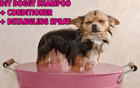 These are some of the natural ingredients you can use to detangle your havanese dog's matted hair. Diy Doggy Shampoo Conditioner Gift For Your Smelliest Dog Pals Barkpost