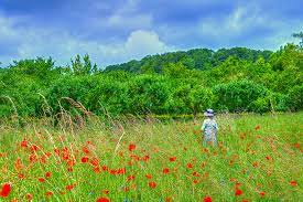 Monet claude rapenburgwal with montelbaanstoren sun. Ein Fast Echter Claude Monet Foto Bild France World Mohnfeld Bilder Auf Fotocommunity