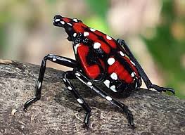 Image result for Scleria delicatula