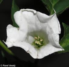 Image result for durman obecný květ