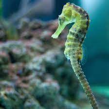 Seahorses In Saltwater Aquariums