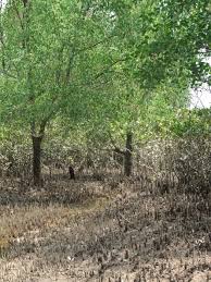 Image result for Sonneratia