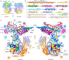 Logging into a cisco switch from another switch or router. Structure Of Swi Snf Chromatin Remodeller Rsc Bound To A Nucleosome Biorxiv